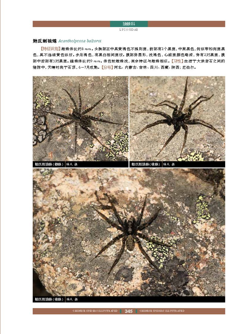 輸入書 中国蜘蛛生态大图鉴 中国 本の情報館 東方書店 輸入書 中国蜘蛛生态大图鉴 中国 本の情報館 東方書店